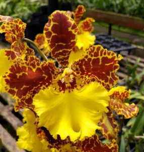 Oncidium Jorge Verboonen