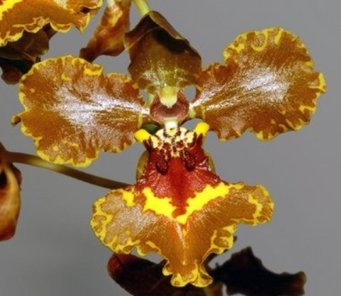 Oncidium x colnagoi