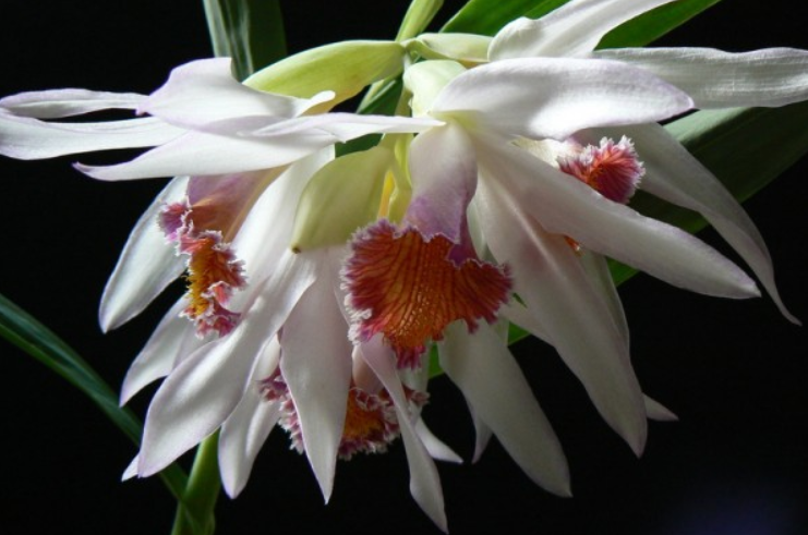Thunia Gattonensis