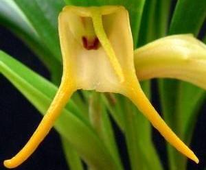 Masdevallia chasei