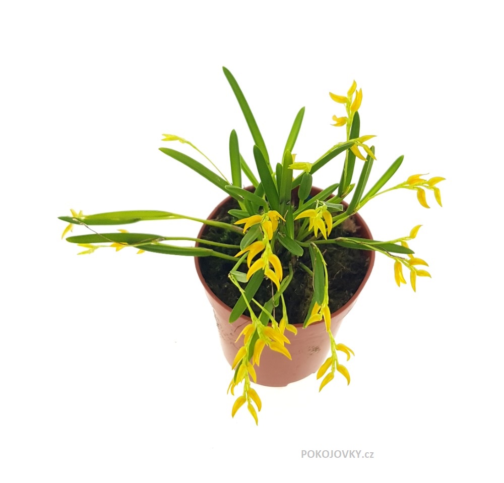 Pleurothallis sonderiana