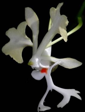 Cryptopus elatus