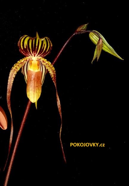 Paphiopedilum adductum x glanduliferum