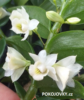 Dendrobium oligophyllum