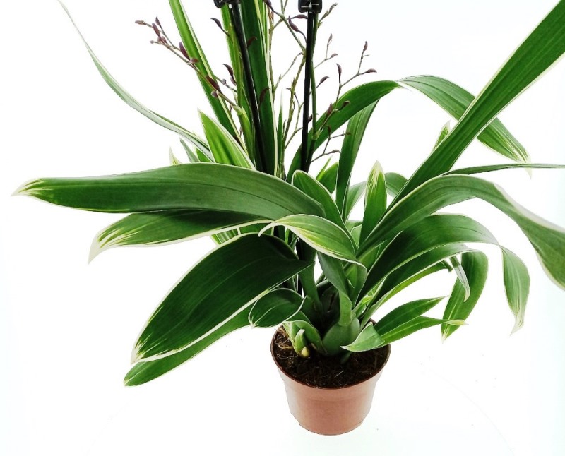 Miltonidium Katrin Zoch ´Variegata´ 