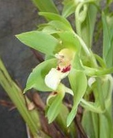 Neogardneria murrayana