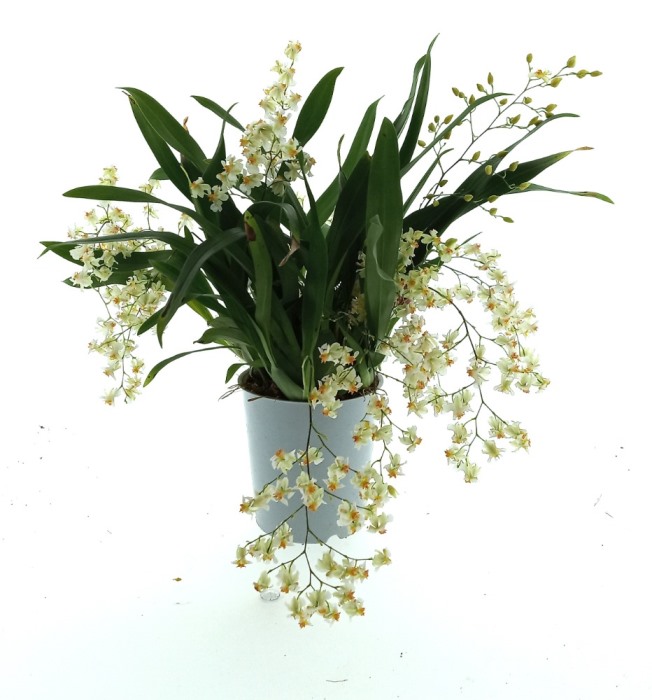 Oncidium Twinkle "White Strong"