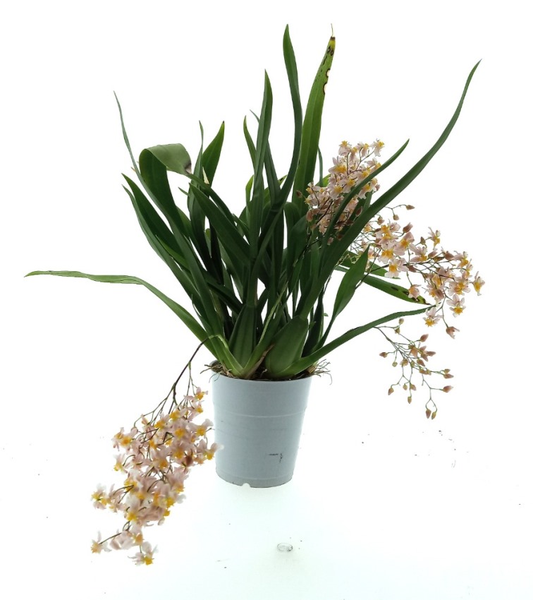Oncidium Twinkle Pink - vonící květy