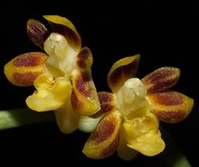 Cleisostoma racemiferum - navázaná