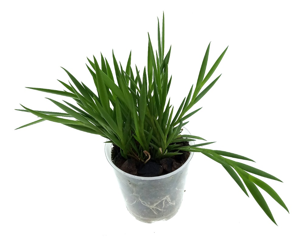 Dendrobium pseudoequitans