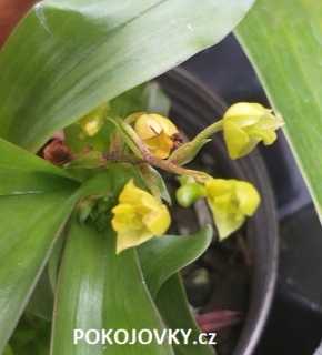 Eria concolor