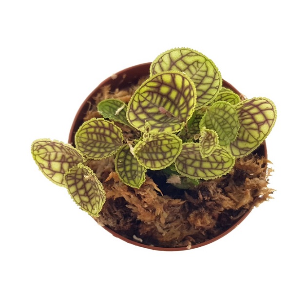 Lepanthes calodictyon