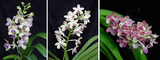 Vascostylis (Rhynchovanda) Kultana Million Bath