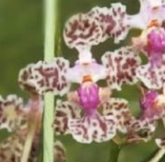 Oncidium (Trichocentrum) carthagenense