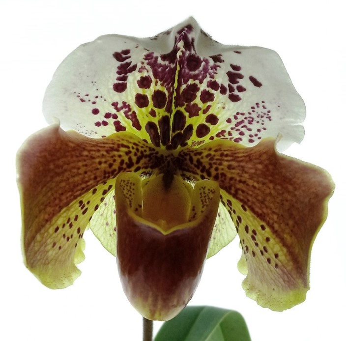 Paphiopedilum Enzan Sholt x Cocoa Motto Kitty