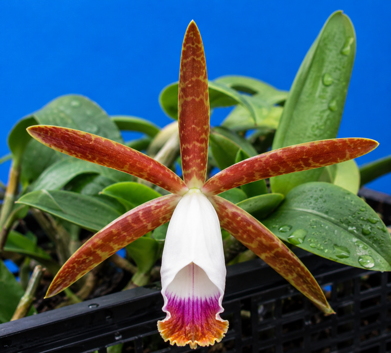 Cattleya araguaiensis