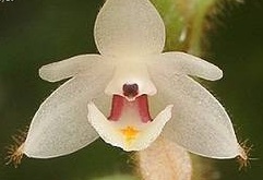 Trichotosia pulvinata