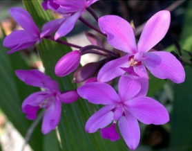 Spathoglottis plicata