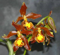Rossioglossum splendens