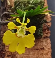 Psygmorchis glossomystax (Erycina)