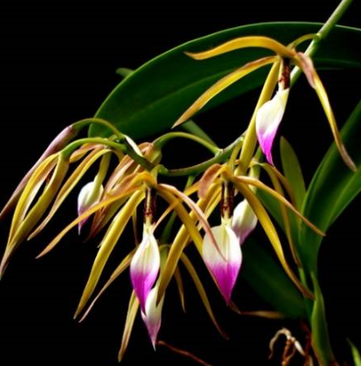 Encyclia brassavolae