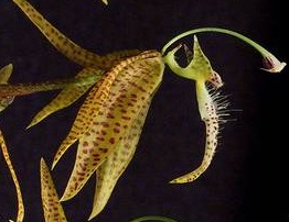 Polycycnis muscifera