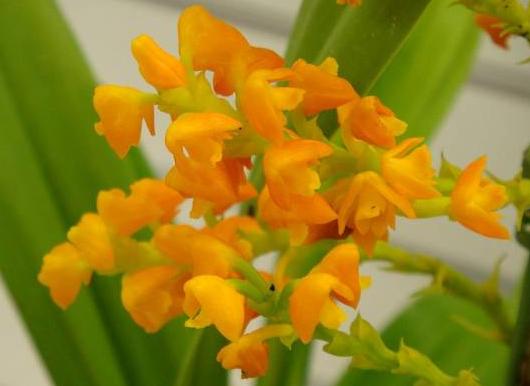 Polystachya clareae