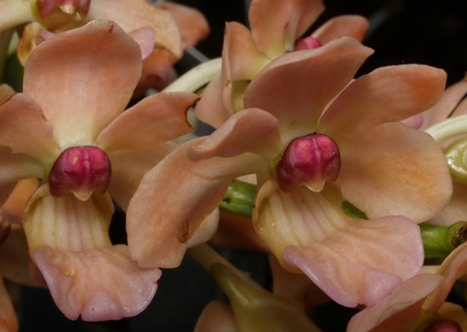 Rhynchostylis gigantea ´Peach´