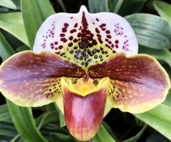 Paphiopedilum (British Bulldog x Lippestern) x Mildred Hunter "Ilena" HCC/AOS