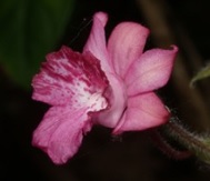 Calanthe cardioglossa