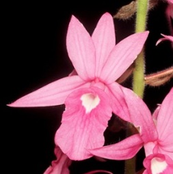 Calanthe rosea