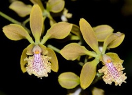 Encyclia ambigua