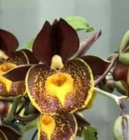 Catasetum Gerhard Leiste