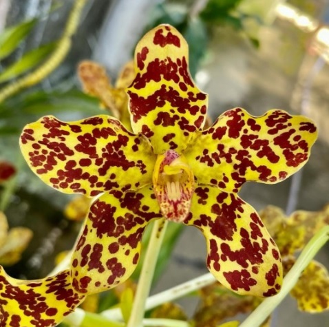 Grammatophyllum speciosum