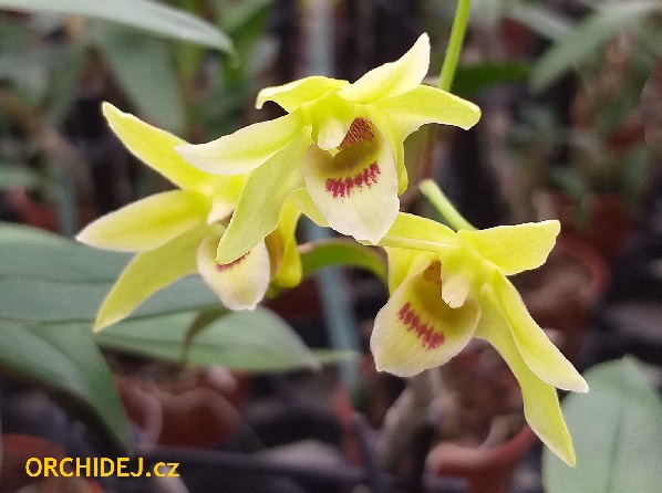 Dendrobium catenatum