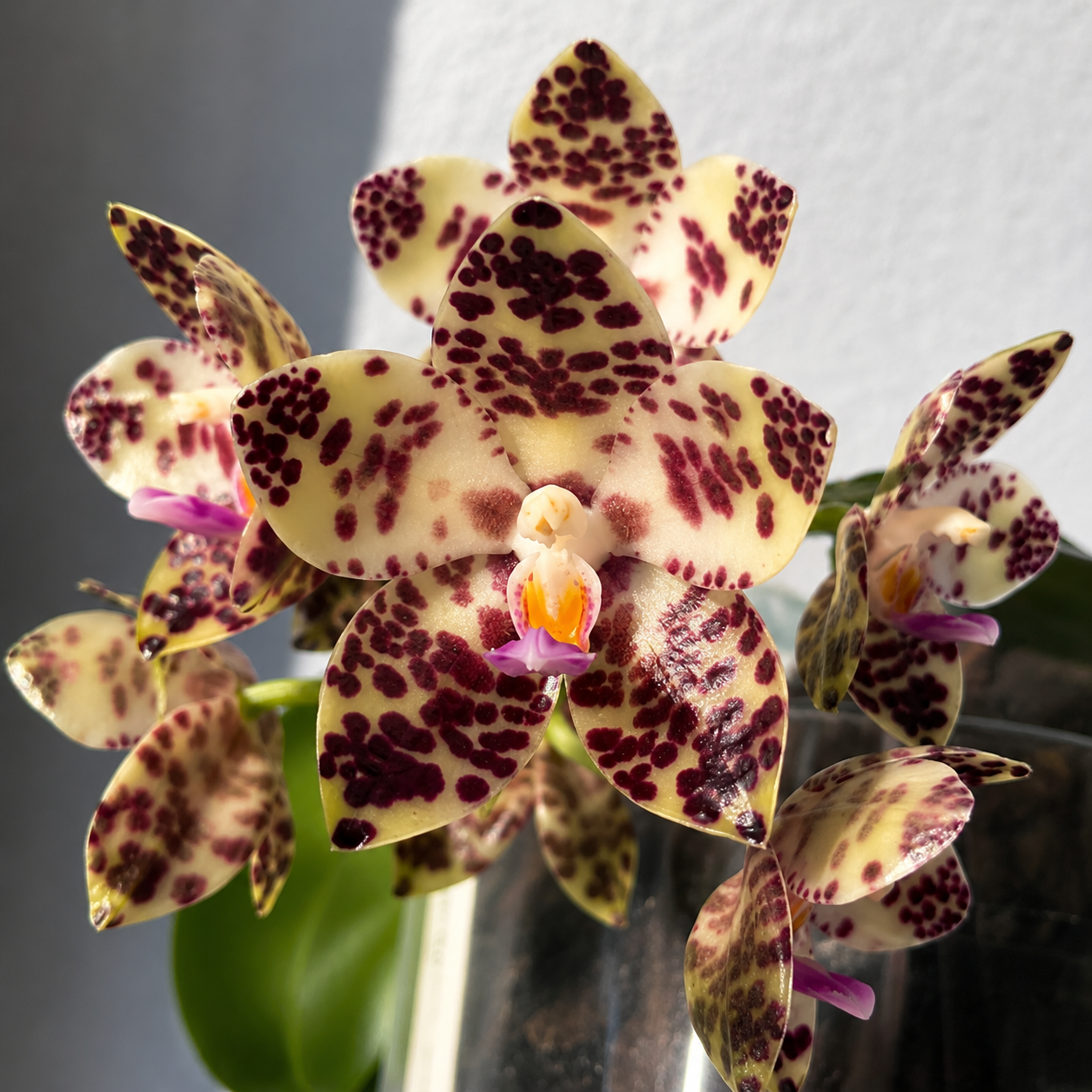 Phalaenopsis gigantea