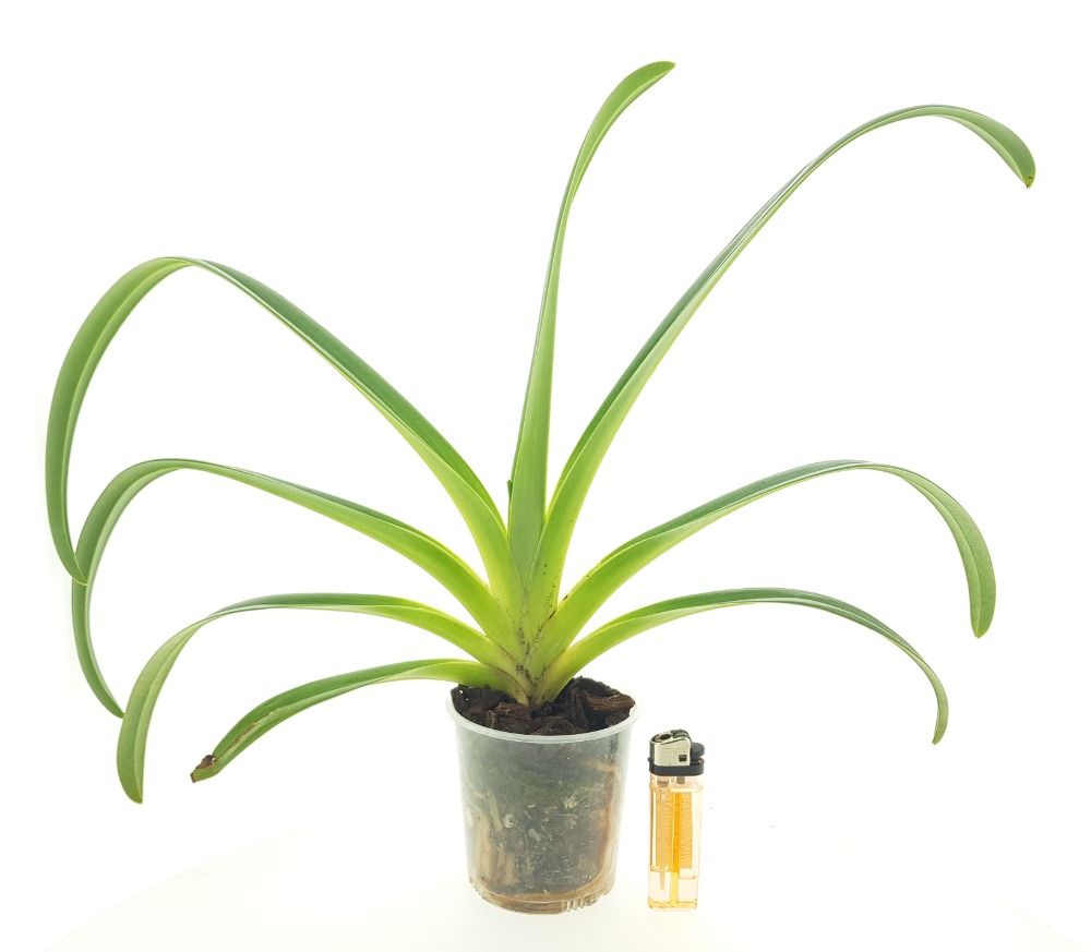 Paphiopedilum exul x rothschildianum