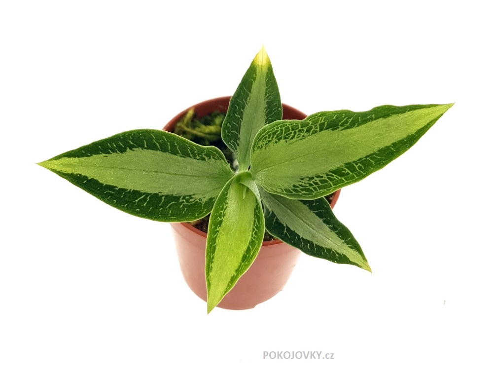 Aspidogyne argentea