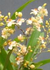 Oncidium Twinkel 'Chian-Tzy White Strong'