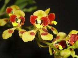 Oncidium coloratum