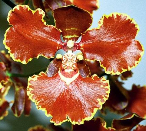 Oncidium forbesii