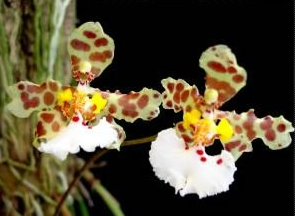 Oncidium jonesianum