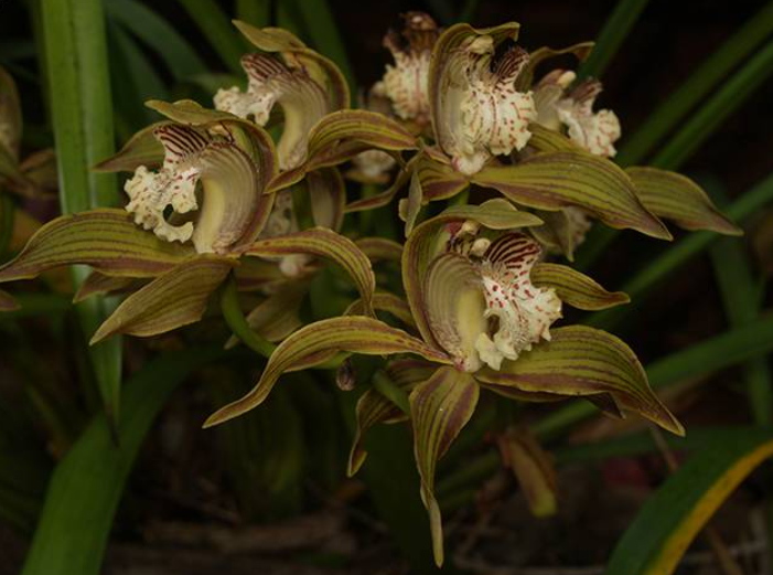 Cymbidium tracyanum