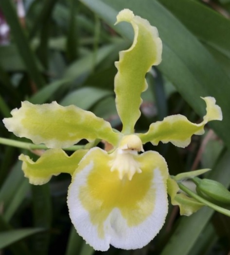 Odontocidium Irish Mist