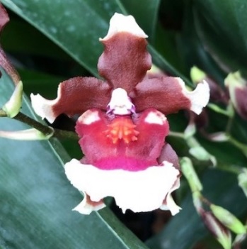 Oncidium Pagans Scent Hanna Star