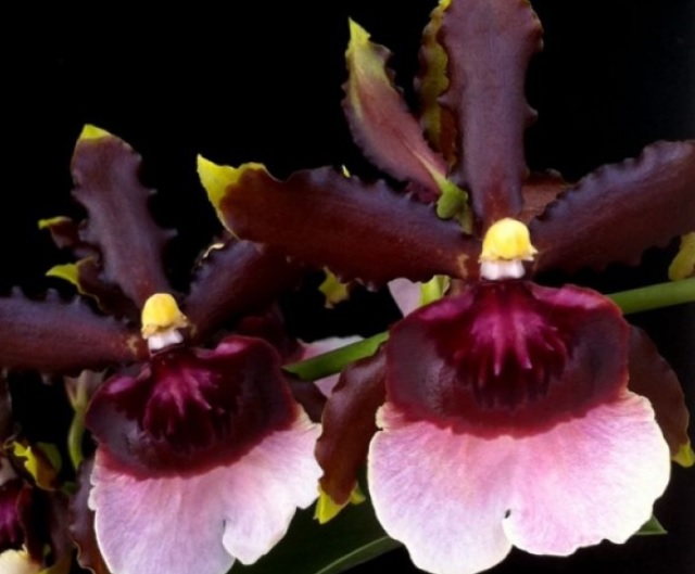 Oncidium Witch´s Jewel Ivory Lips