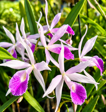 Brassolaeliocattleya Chian Tzy Anierina Little Jolie