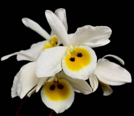 Dendrobium bensoniae