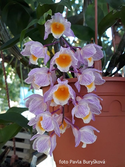 Dendrobium farmeri Pink