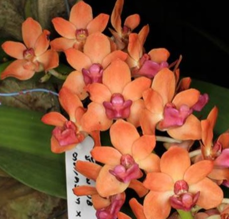 Rhynchostylis gigantea Carott